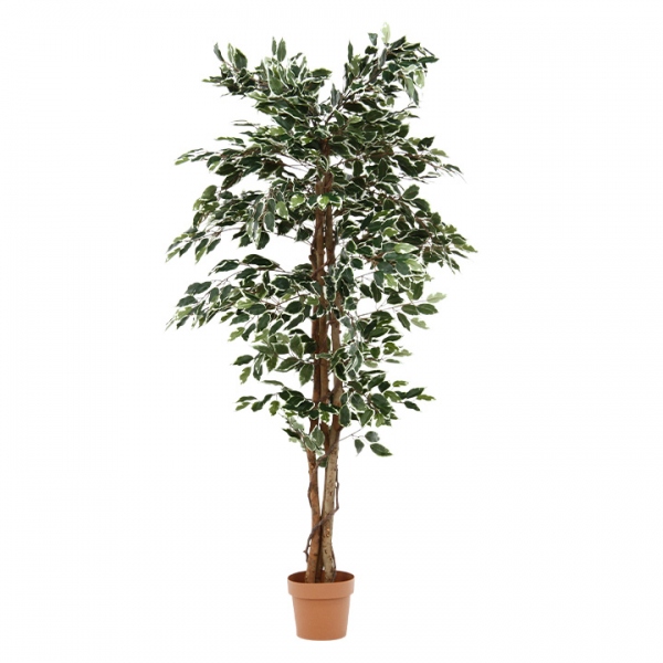 観葉植物 フェイク FICUS フィカス クラッシック フィカス 150cm - フェイクグリーン専用通販サイト