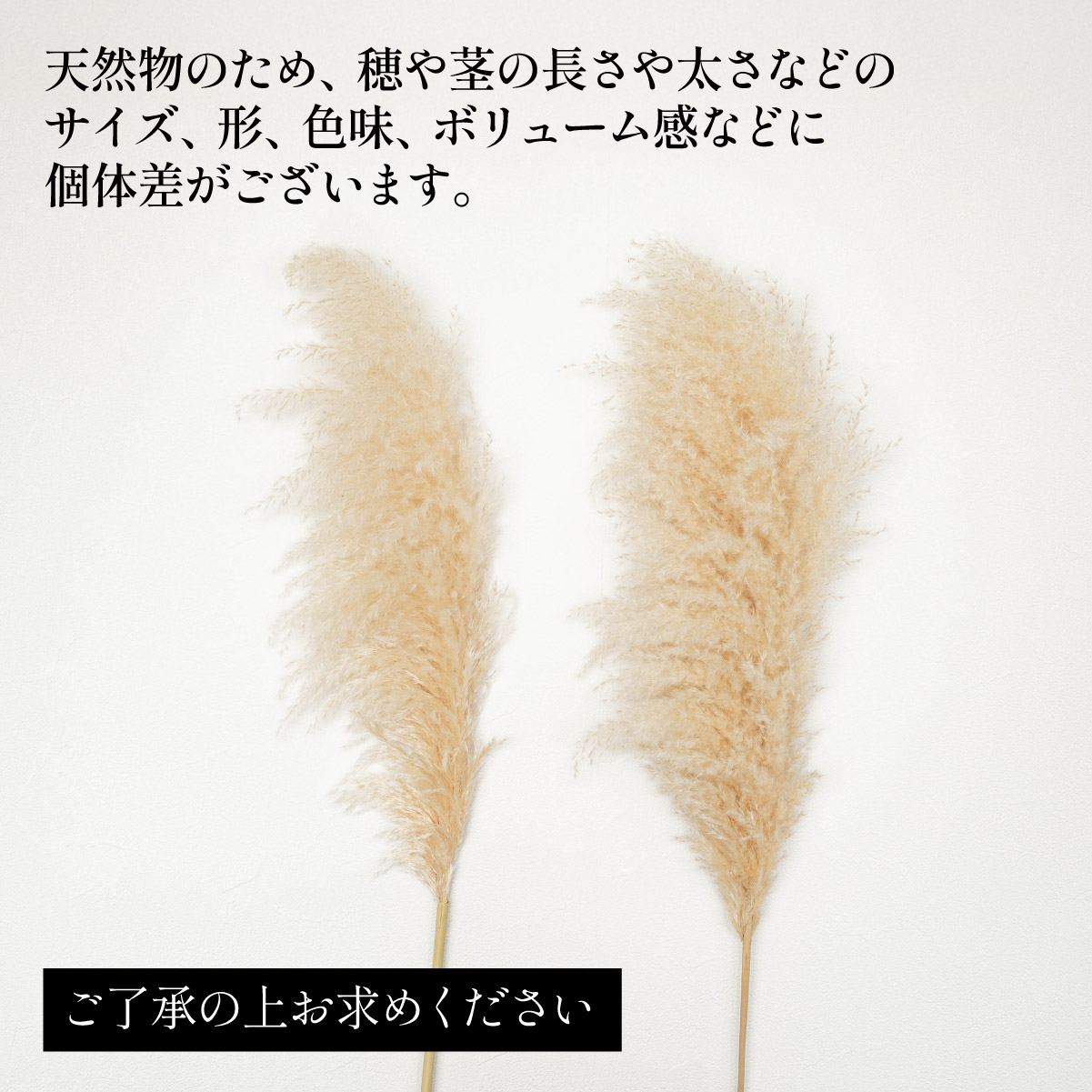 Pampas Grass(パンパスグラス) 特大サイズ 150cm 3本セットの