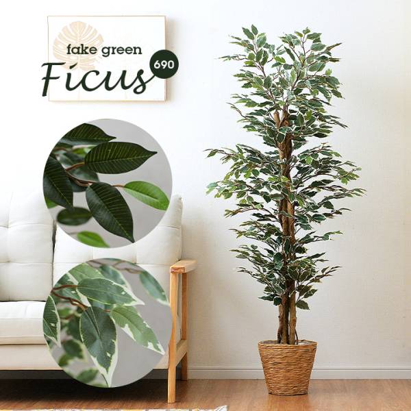 フェイクグリーン Ficus(フィカス) 690 H150cm・H160cm 2種対応